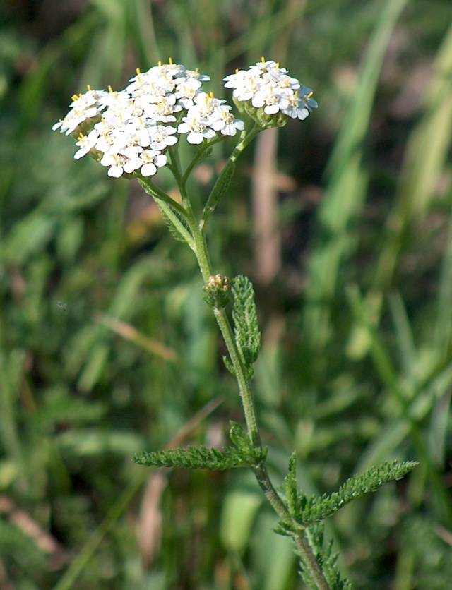 عکسهای بومادران Achillea millefolium Yarrow Asteraceae 10